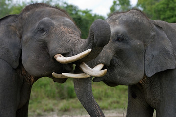 Naklejka premium Two Asian elephants playing with each other. Indonesia. Sumatra. Way Kambas National Park. An excellent illustration.