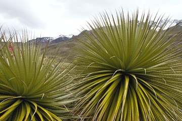 biggest bromelie,  Puya raimondii, Huascaran, Peru