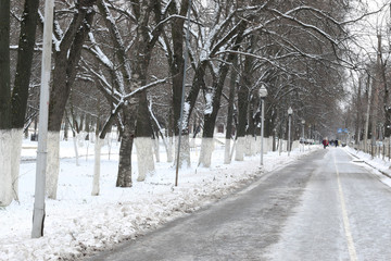 winter park path perspective