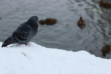 Winter Park duck pond