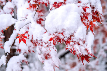 Red fall maple tree covered in snow,South Korea.