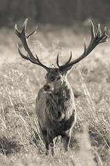 Red deer  - 96947994