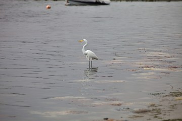 Snowy Egret, Egretta thula, on fishing,Paracas, Peru