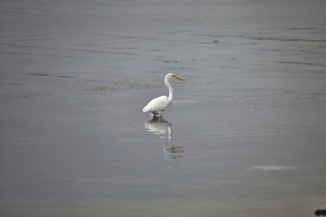 Snowy Egret, Egretta thula, on fishing,Paracas, Peru