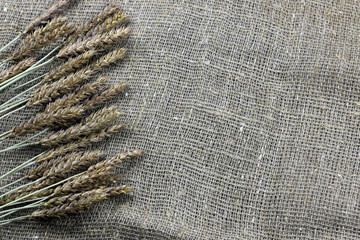 bouquet of ears of rye on canvas