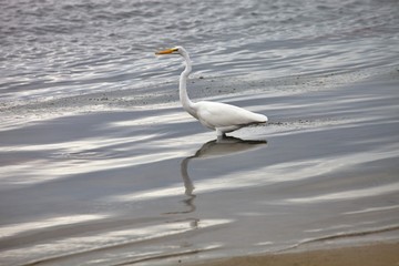 Snowy Egret, Egretta thula, on fishing,Paracas, Peru