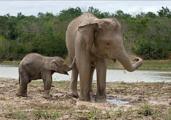 Obraz premium Baby with mum of the Asian elephant. Indonesia. Sumatra. Way Kambas National Park. An excellent illustration.