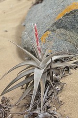 bromelie in extreme drought conditions in the sand, Caral, Peru