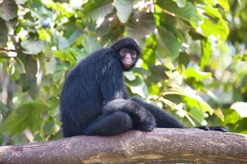 Naklejka premium Peruvian spider monkey, Ateles chamek, sitting in a tree