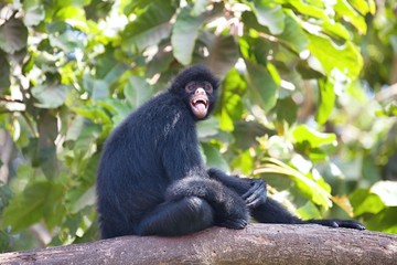 Peruvian spider monkey, Ateles chamek, sitting in a tree