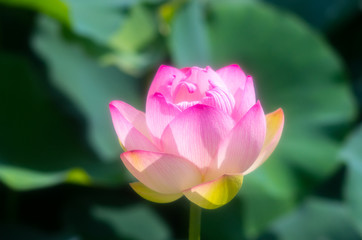 lotus flower,zen style
「ハス」