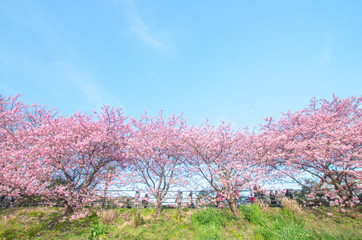 Naklejka na ściany i meble Kawazu cherry blossoms at Izu area,shizuoka(prefectures),tourism of japan 「伊豆・河津桜」