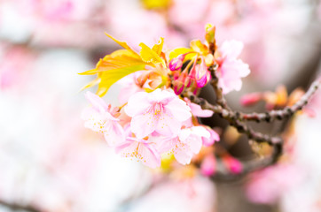 japanese cherry blossoms SAKURA