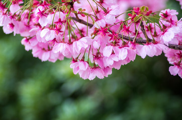 japanese cherry blossoms SAKURA