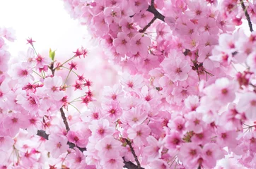 Poster Im Rahmen japanese cherry blossoms SAKURA © yoko_ken_chan