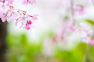 Obraz na płótnie Canvas japanese cherry blossoms SAKURA