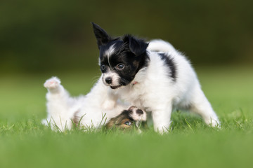 Fototapeta premium Two papillon dog puppies playing in the garden