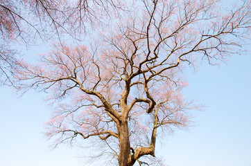 Fototapeta premium Japanese cherry blossoms SAKURA,Fukushima(prefectures),tourism of japan 「福島県・弘法桜」