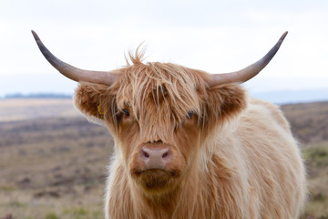 Vache Highland au bord de la route à Dartmoor, Devon, Angleterre