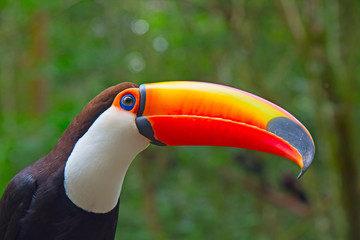 Fototapeta premium Colorful tucan