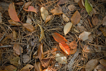 forest background autumn fallen leaves closeup