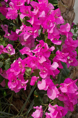 bush with pink bougainvillea flowers close up