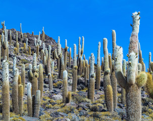 Group of Huge Trichoreus cactus standing on Isla Incahuasi at sa
