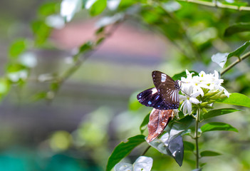 Beautiful Butterfly in a Butterfly Farm