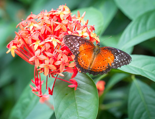 Fototapeta na wymiar Common Lacewing Butterfly in a garden