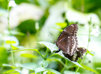 Fototapeta na wymiar Beautiful Butterflies in a Butterfly Farm