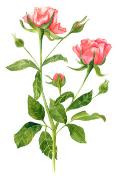 Vintage watercolor drawing of tender pink rose on white background