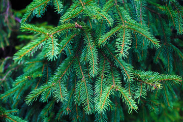 Fir-tree branch background