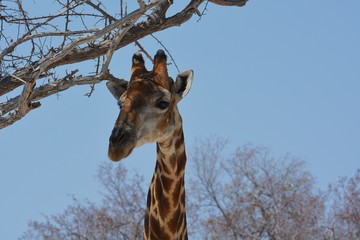 Steppengiraffe (giraffa camelopardalis) im Etosha Nationalpark