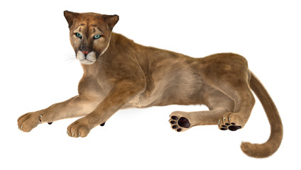 Big Cat Puma