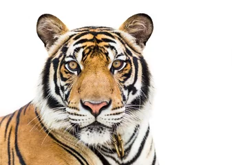 Zelfklevend Fotobehang Jonge tijger geïsoleerd op witte achtergrond © kinwun