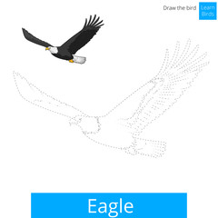 Fototapeta premium Eagle bird learn to draw vector