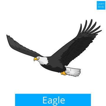 Eagle learn birds educational game vector