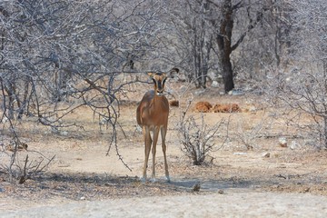 Schwarznasen- Impala (aepyceros melampus petersi) im Etosha Nationalpark