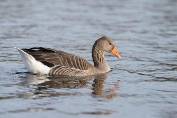 Greylag Goose, goose, anser anser