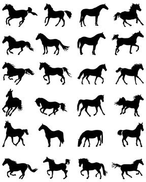 Big set of horses silhouettes