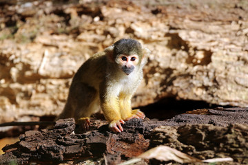 Squirrel monkey