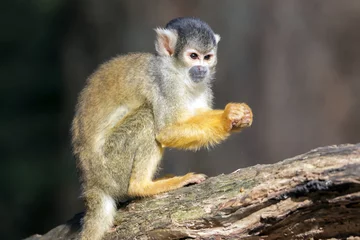 Photo sur Plexiglas Singe Squirrel monkey