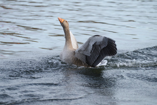Greylag Goose, goose, anser anser