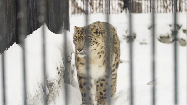 The snow leopard walks into a cage in a zoo in the winter, Novosibirsk, Russia
