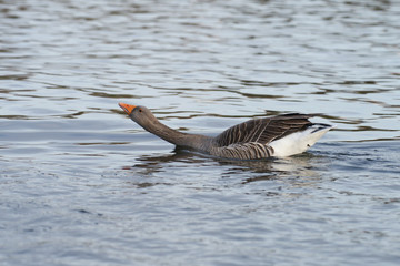 Greylag Goose, goose, anser anser