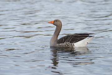 Greylag Goose, goose, anser anser