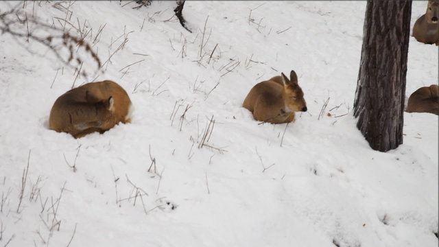 The deers rest on a snow at a forest
