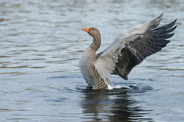 Greylag Goose, goose, anser anser