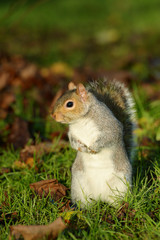 Gray Squirrel, Squirrel, Sciurus carolinensis
