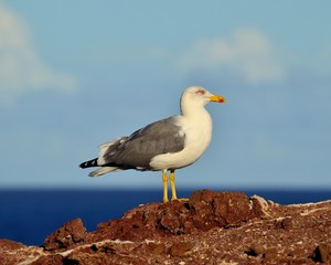 Herring gull